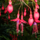 lanterns