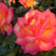 pinkrose