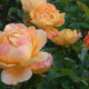 Yellow Rose