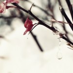 macro-branch-bush-tree-ice-dro-36936
