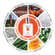 Syracusewheel